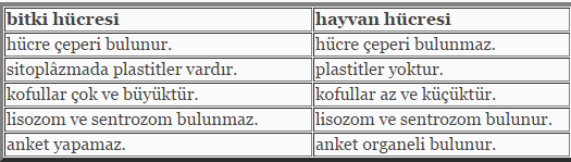 Bitki ve hayvan hücresi arasındaki fark