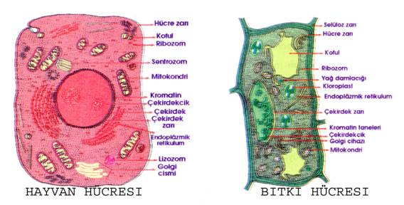 bitki ve hayvan hücresi