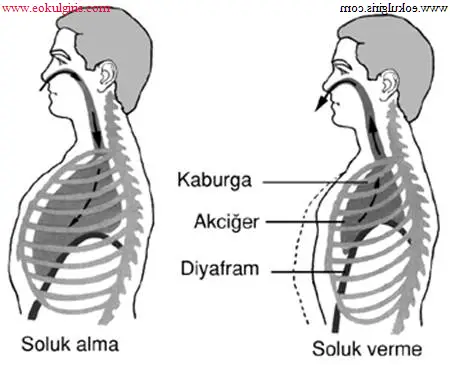 Soluk alıp vermenin önemi