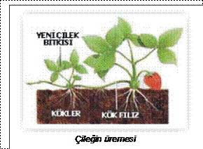 Eşeysiz Üreme Kısaca Nedir
