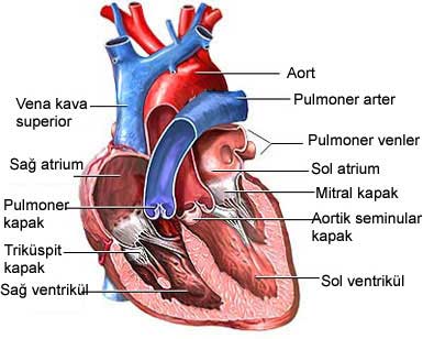 Kalp Kasının Görevleri ve Özellikleri Nelerdir?
