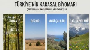 Türkiye'de görünen karasal biyomlar nelerdir?